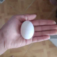 تخم مرغ جاپنیزنطفه دار