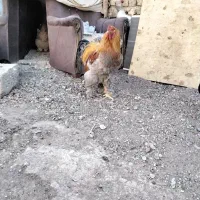 مرغو خروس برهما اصیل|حیوانات مزرعه|رباط‌کریم, رباط‌کریم|دیوار