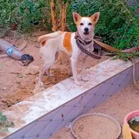 فروش سگ هاسکی پا کوتاه.ماده فروشی