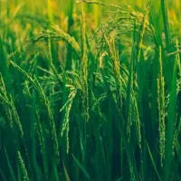 زمین کشاورزی،مناسب باغ و کشاورزی