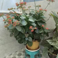 گل قاشقی|گل و گیاه طبیعی|تویسرکان, |دیوار