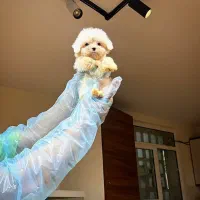 سگ مالتیز عروسکی خالص|سگ|تهران, درکه|دیوار