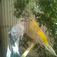 طوطی آواز خوان