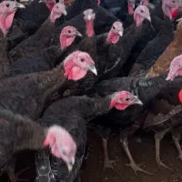 فروش