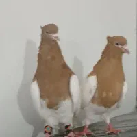 کبوتر کله زرد و سرخ زرد