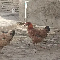 مرغ خروس جوان تخم گذار باهم خانگی هستن|حیوانات مزرعه|نگین شهر, |دیوار