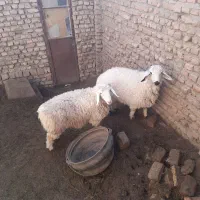 دو بره نر فروشی