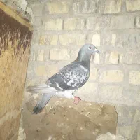 کبوتر پلاکی نرمست|پرنده|اهواز, سپیدار|دیوار