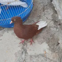 فروش تعدادی کبوتر