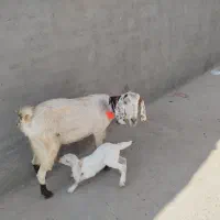 بزشیرا