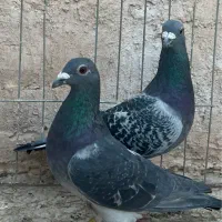 کبوتر پلاکی|پرنده|یزد, |دیوار