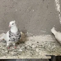 کفتر طوقی|پرنده|تربتحیدریه, پائین ولایت|دیوار