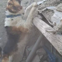 سگ نگهبان