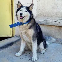 سگ هاسکی اصیل خالص چشم یخی مالاموت ماده|سگ|تهران, خرمشهر|دیوار