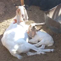 ۳ بز پاکستانی شیرا جوان با۳ بزغاله