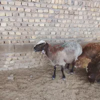 میش برای دیگ