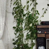 گل تازه خیلی بزرگ
