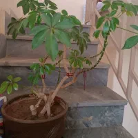 گل شفلرا و کاکتوس و گلدان های سفالی