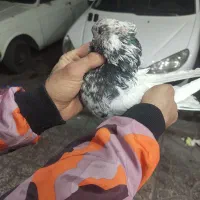 کفترخوش رخ|پرنده|فردیس, شهرک شهید حسینی|دیوار