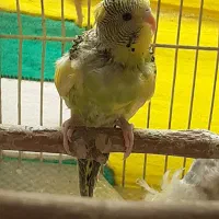 مرغ عشق دورگه|پرنده|تهران, علم و صنعت|دیوار