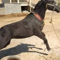 مادیان مشکی خوش نقش|اسب و تجهیزات اسب‌سواری|کرمانشاه, |دیوار