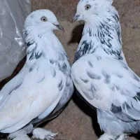 کبوتر پر اصفهانی صداکن