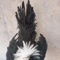 جوجه خروس لهستانی اصل