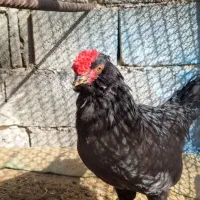 خروس گلین سیاه ریشی چهلتاج. و مرغ طوسی ریشی چهلتاج|حیوانات مزرعه|کاکی, |دیوار