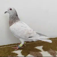 کفتر سرور،سینه آبی،طوقی سرخ،طوقی سبز عتیقه