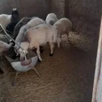گوسفند بره نر|حیوانات مزرعه|یزد, |دیوار