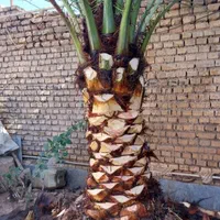 بریدن نخل. تمیزکردن نخل. بریدن انواع درخت