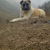 سگ گله و نگهبانی یک ساله