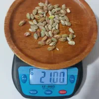 خریدار انواع ارقام پسته|خدمات باغبانی و درختکاری|سروستان, |دیوار