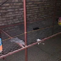 قفسه بندی|کتابخانه، شلف، قفسه‌های دیواری|خوی, |دیوار