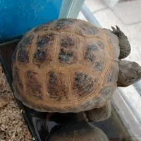 واگذاری خانگی