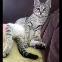 واگذاری رایگان گربه خانگی به شخص حیوان دوست