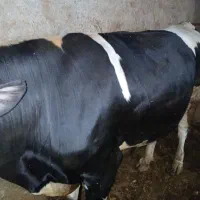 گاو نر و ماده ۵راس|حیوانات مزرعه|ایجرود, |دیوار