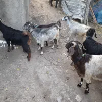 میش قزل|حیوانات مزرعه|خلخال, |دیوار