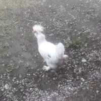 تخم نطف دار|حیوانات مزرعه|رودبنه, |دیوار