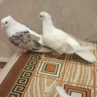 پرنده