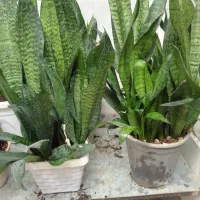 3عدد گلدان سنسوریا شاداب وپر|گل و گیاه طبیعی|کرمانشاه, |دیوار