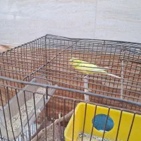 مرغ عشق ماده سر حال
