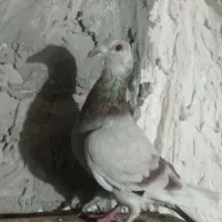 کبوتر سبزوار