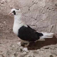 کبوتر نر وماده