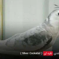 گمشده عروس هلندی