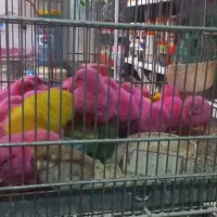 جوجه رنگی ۶۰ تومان