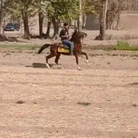 کره نریان شجره دار و سواری دار