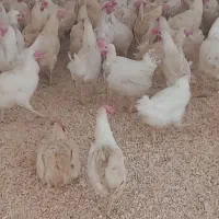 مرغ سفید جوان|حیوانات مزرعه|ارومیه, |دیوار