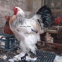 تخم،جوجه آیام سمانی،براکل،برهما،ویاندوت|حیوانات مزرعه|تهران, استاد معین|دیوار