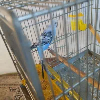 مرغ عشق نر|پرنده|تهران, بیسیم|دیوار